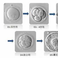 囊胚培养与移植技术