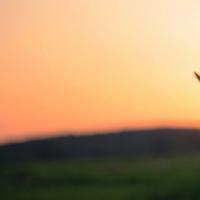 左侧输卵管疼是什么原因