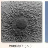 胚胎实验室里的「拆蛋技术」，你听说过吗？